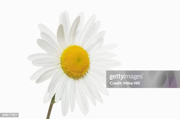 oxeye daisy against white background - ox eye daisy stock pictures, royalty-free photos & images