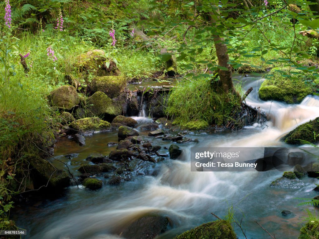 Wyming Brook Nature Reserve In Derbyshire