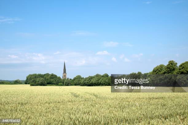 Wheat field and church in Wentworth village on 6 July 2017 in South Yorkshire, United Kingdom