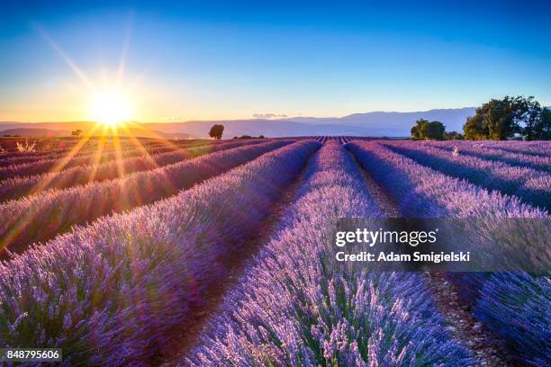 campos de lavanda - fundo azul fotografías e imágenes de stock