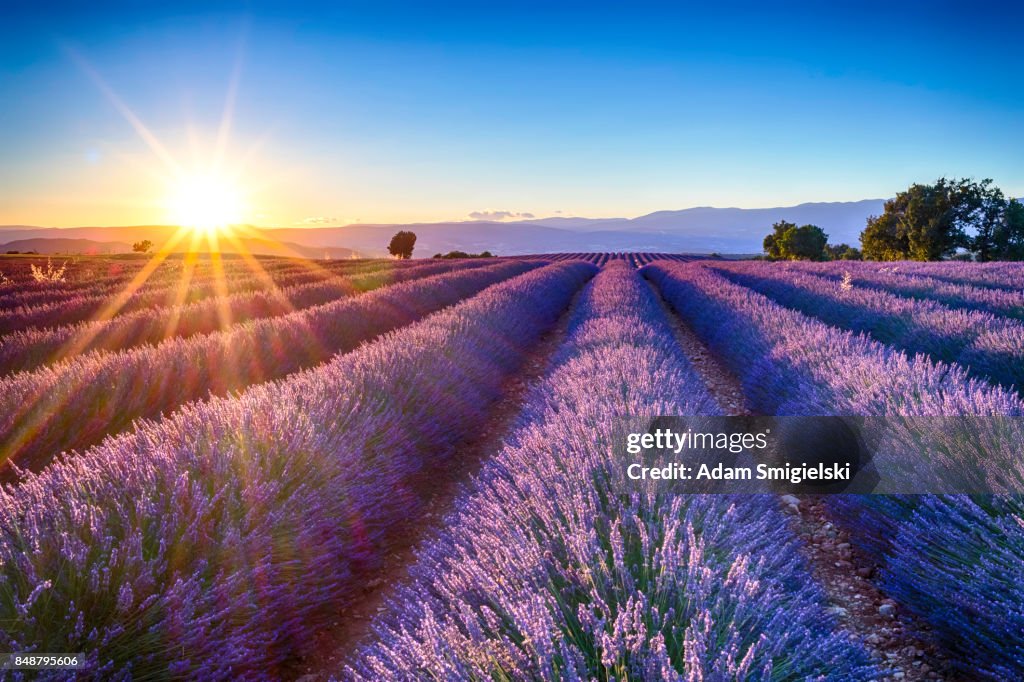 Lavender fields