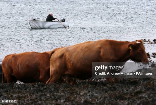 Crofter Iain Macdonald from Staffin on Skye watches as his cows arrive at their Island grazing ground for the winter after crossing the sea. Iain is...