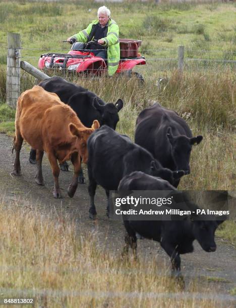 Crofter Iain Macdonald from Staffin on Skye herds up his cows before taking them to their Island grazing ground for the winter where they have to...