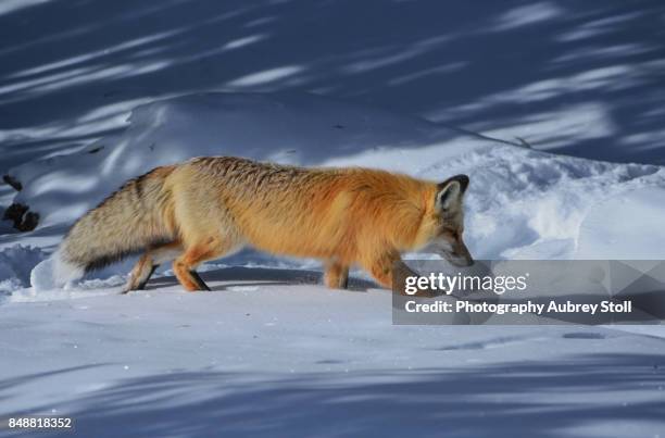 winter fox of yellowstone - glenn hunt 個照片及圖片檔