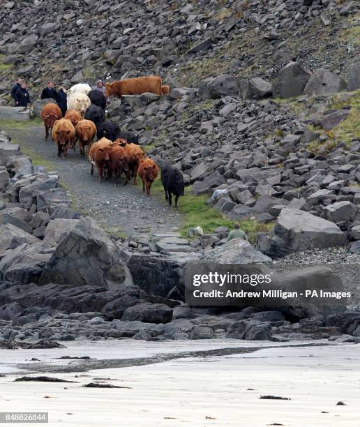 Crofter Iain Macdonald from Staffin on Skye moves his cows across the sea to their Island grazing ground for the winter. Iain is thought to be the...