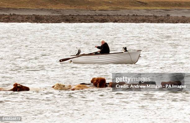 Crofter Iain Macdonald from Staffin on Skye moves his cows across the sea to their Island grazing ground for the winter. Iain is thought to be the...