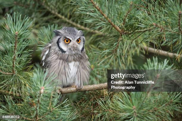 Scops Lettering Scops Photos and Premium High Res Pictures - Getty Images