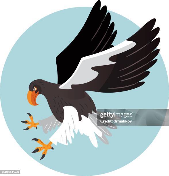 steller's sea eagle - eagle talons vector stock illustrations