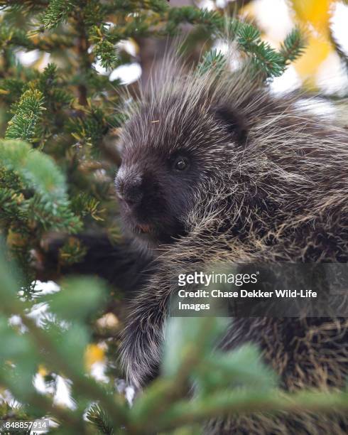 porcupine - wonder lake stock pictures, royalty-free photos & images