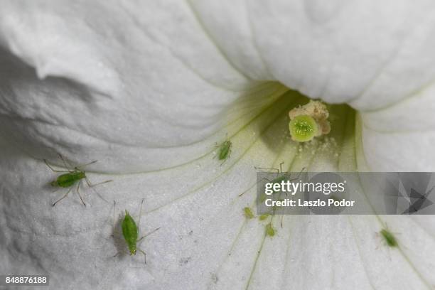 Parthenogenesis Insect 88 Parthenogenesis Stock Photos, High-Res Pictures, and Images - Getty ...