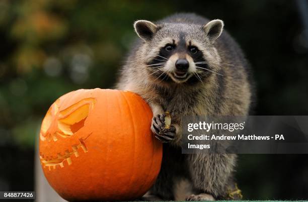 116 Rocky Raccoon Stock Photos, High-Res Pictures, and Images - Getty ...