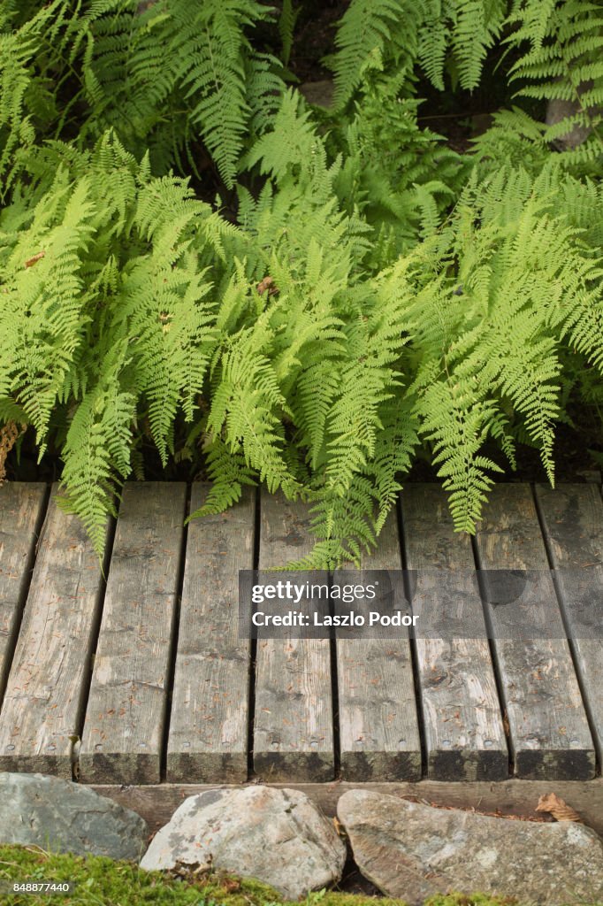 Hay-scented Fern