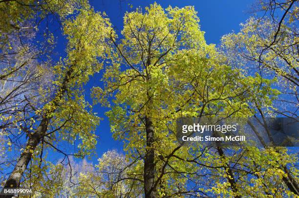 english elm trees during autumn in glebe park, canberra, australian capital territory, australia - alm bildbanksfoton och bilder