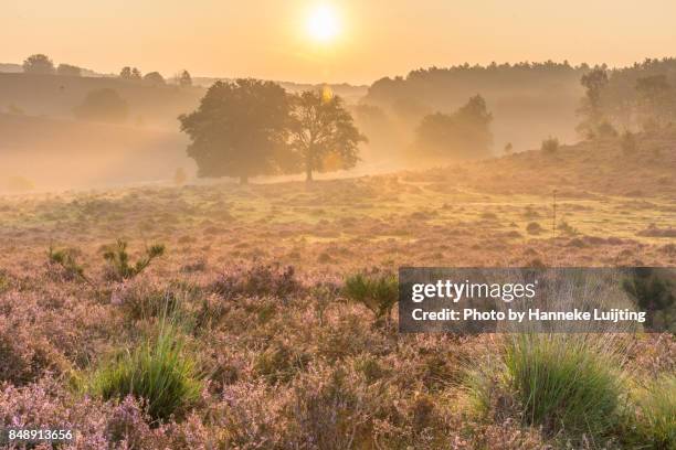 golden sunrise, veluwezoom national park - posbank stockfoto's en -beelden