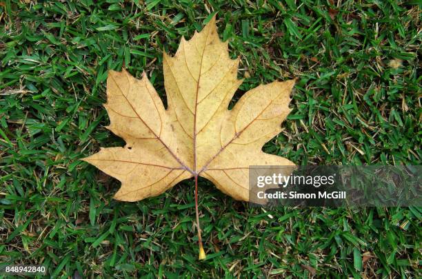 london plane tree (platanus ×acerifolia) leaf on a green suburban lawn in canberra, australian capital territory, australia - platanus acerifolia stock pictures, royalty-free photos & images