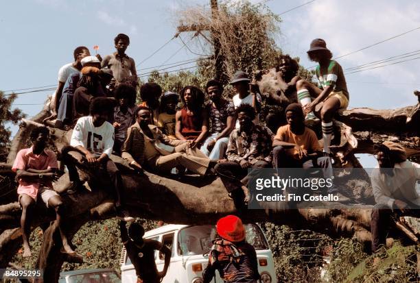 The Jackson Five pose in a tree with Bob Marley and The Wailers in March 1975 in Jamaica.