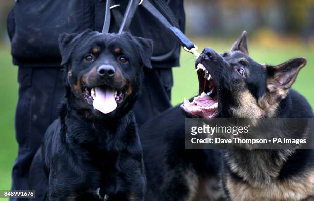 German Shepherd police dog Archie, right, barks at Buster, a Rottweiler police dog at Greater Manchester Police's Dog training Unit at the force's...