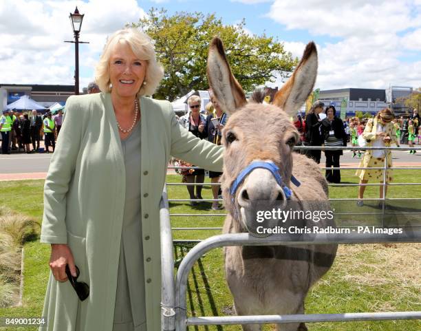 The Duchess of Cornwall strokes a donkey during a visit to a farmers market in the centre of Feilding, New Zealand.