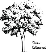 Sketch tree illustration