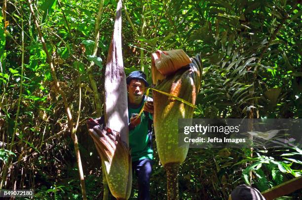 Nature Conservation Agency Indonesia with forestry police measuring Carrion Flower in Nature Reserve, on September 18, 2017 Bukit Melintang Village,...