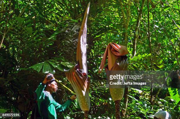 Nature Conservation Agency Indonesia with forestry police measuring Carrion Flower in Nature Reserve, on September 18, 2017 Bukit Melintang Village,...