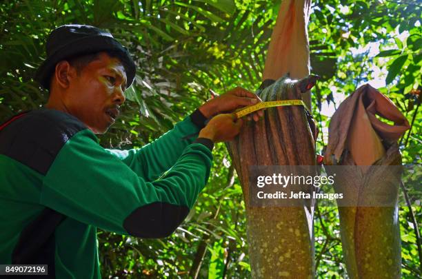 Nature Conservation Agency Indonesia with forestry police measuring Carrion Flower in Nature Reserve, on September 18, 2017 Bukit Melintang Village,...