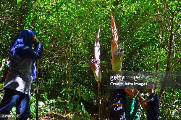 Nature Conservation Agency Indonesia with forestry police measuring Carrion Flower in Nature Reserve, on September 18, 2017 Bukit Melintang Village,...