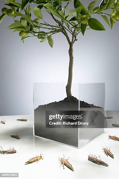 dead locusts lying underneath tree - citrus tree inside stock pictures, royalty-free photos & images