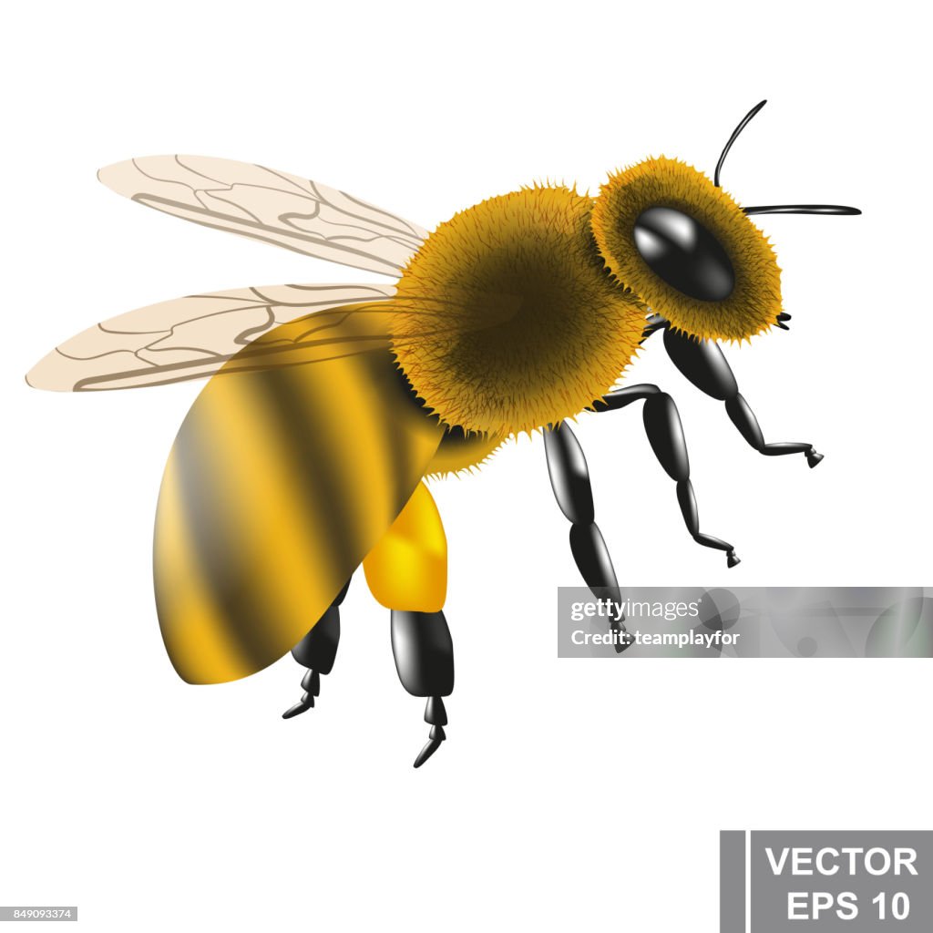 La Abeja Miel Sabrosa Y Saludable Un Dibujo Animado Para Su Diseño Ilustración de stock - Getty Images La Abeja Miel Sabrosa Y Saludable Un Dibujo Animado Para Su Diseño Ilustración de stock - Getty Images