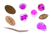 blood cells and parasite eggs on white background.