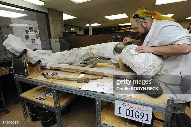 Assistant lab supervisor Trevor Valle works on a tusk belonging to "Zed," a Colombian mammoth fossil discovered 80 percent complete, in the...