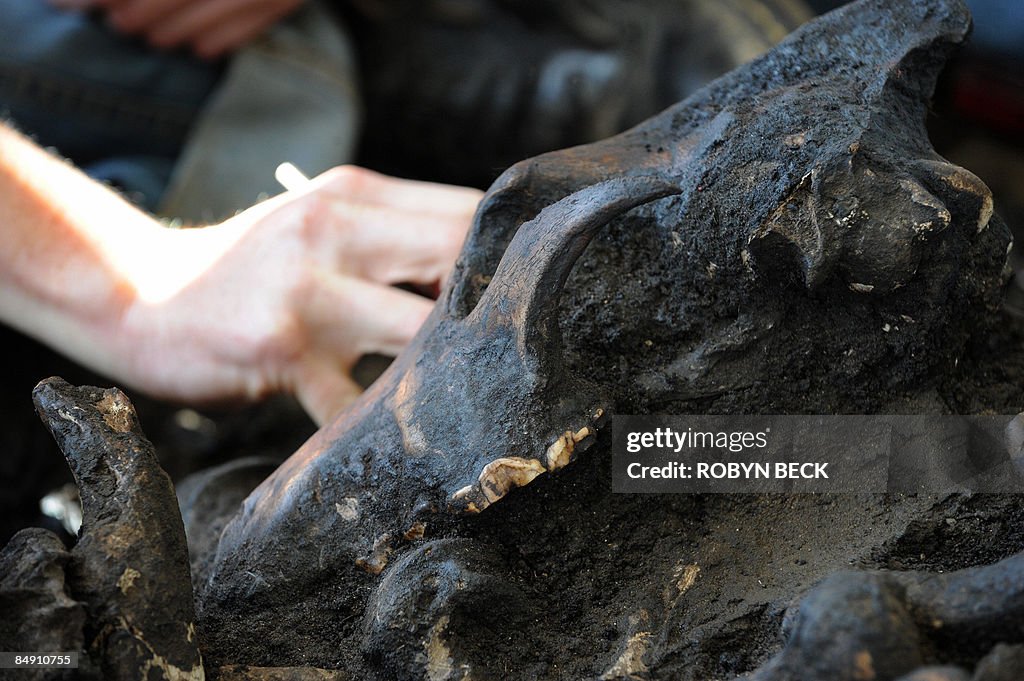 An excavator digs around a skull of an I