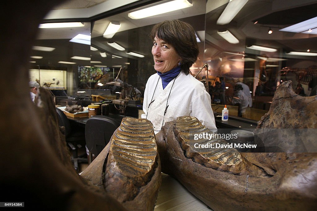 Large Group Of Ice Age Fossils Found During Parking Lot Excavation