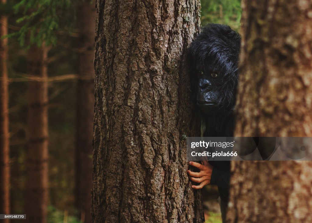 Modern evoluted gorilla do things