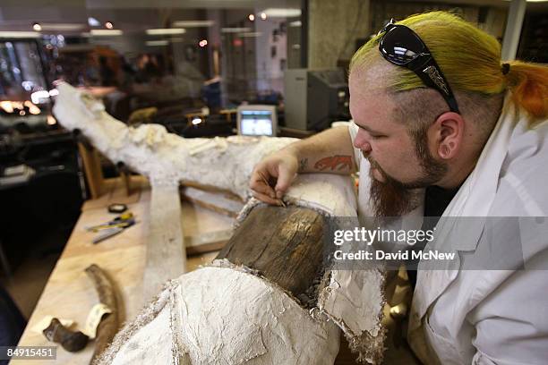 Assistant lab supervisor Trevor Valle removes a plaster cast from a tusk of a nearly intact Columbian mammoth, dubbed Zed, from the largest known...