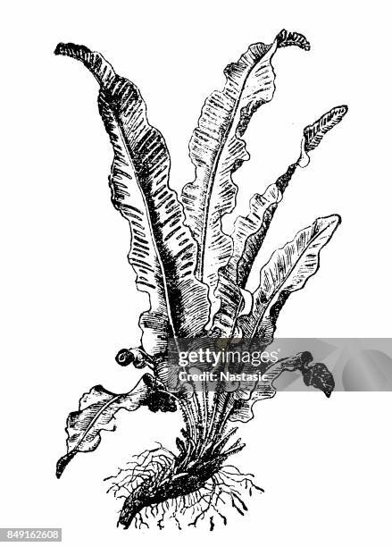 asplenium scolopendrium (hart's-tongue, hart's-tongue fern) - bird's nest fern stock illustrations