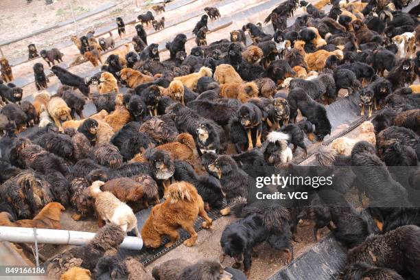 Stray Tibetan mastiffs wait for food at a dog shelter on August 20, 2017 in Nangqian County, Qinghai Province of China. There are more than 600 stray...