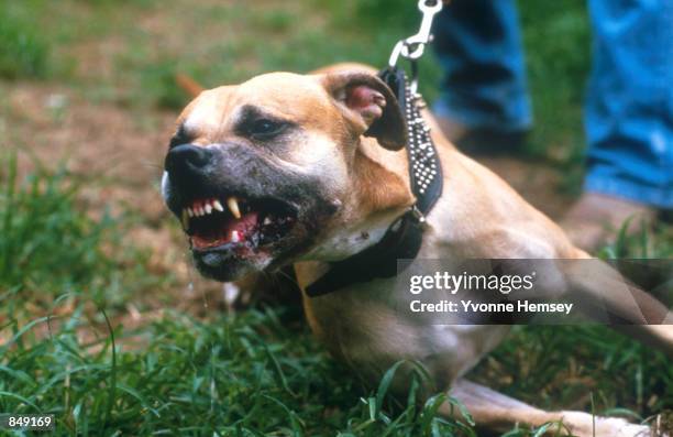 Pit Bull Pit bears it's teeth for attack July 14, 1987 in New York City. Bull dogs and their owners make up a special subculture in the American...