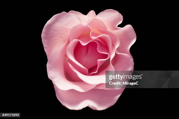 pink rose flower on black background - capolino foto e immagini stock