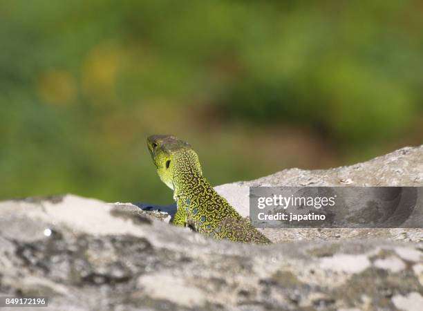 ocellated lizard. lacerta lepida - ocellated turkey stock pictures, royalty-free photos & images