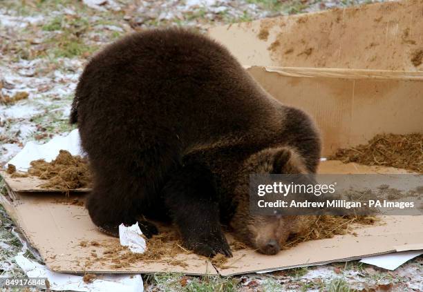 Loki the one year old European brown bear, rolls in elephant dung as he celebrates his first birthday at Blair Drummond Safari Park near Stirling, by...