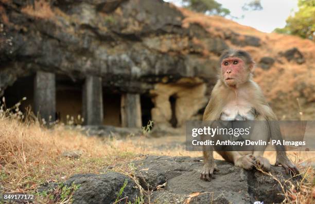 Monkey outside the Elephanta caves on Elephanta Island off the coast of Mumbai, India. The caves, hewn from solid basalt rock, which date back to the...