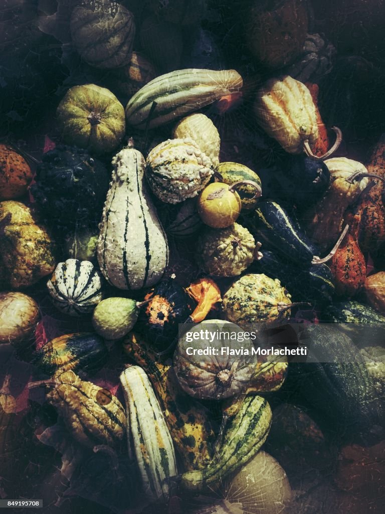 Ornamental pumpkins