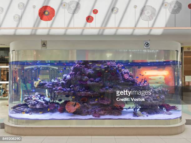the aquarium in the largest modern shopping mall in almaty - home aquarium stock pictures, royalty-free photos & images