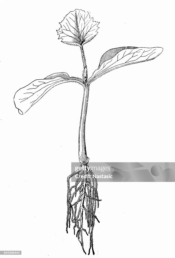 Jonge pompoen plant met wortel