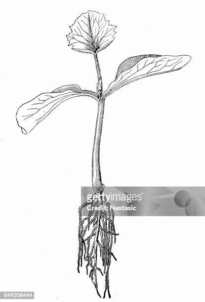 stockillustraties, clipart, cartoons en iconen met jonge pompoen plant met wortel - seedling