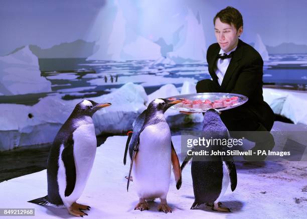 The Gentoo Penguins at the London Aquarium are presented with a Fishmas Dinner by waiter Tom Pockert, as a special festive treat for the popular...