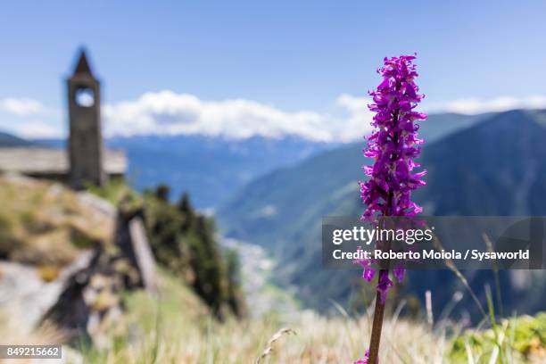 close up of wild flower, san romerio alp, switzerland - brusio grisons stock pictures, royalty-free photos & images