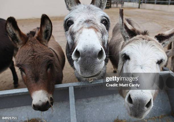 Donkeys feed from a trough at The Donkey Sanctuary, Sidmouth, on February 18, 2009 in Devon, England. The Donkey Sanctuary, one of the UK's largest...