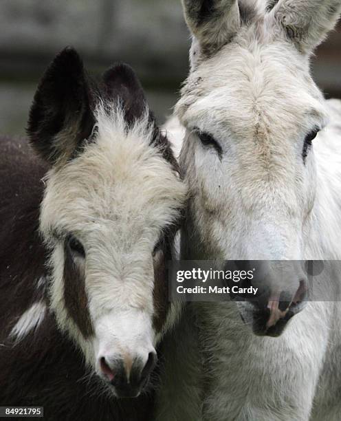 Donkey Rosie and her 4-month-old foal Francesca look on as members of the public arrive to visit at The Donkey Sanctuary, Sidmouth, on February 18,...